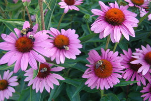 echinacea