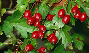 Bojaryshnik